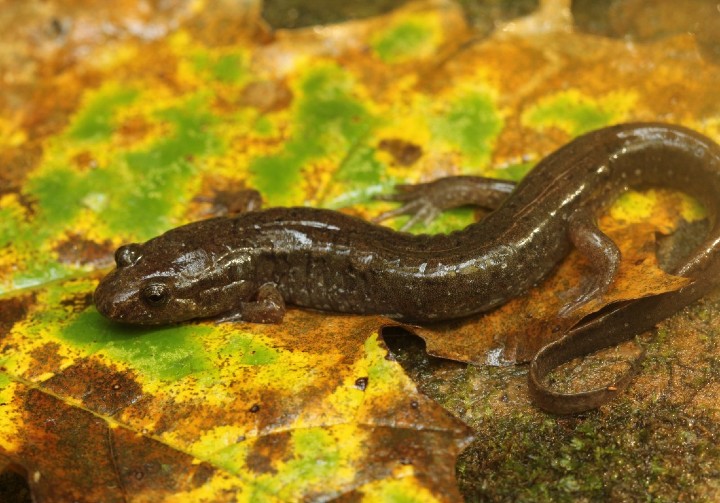  Spotted Dusky Salamander
